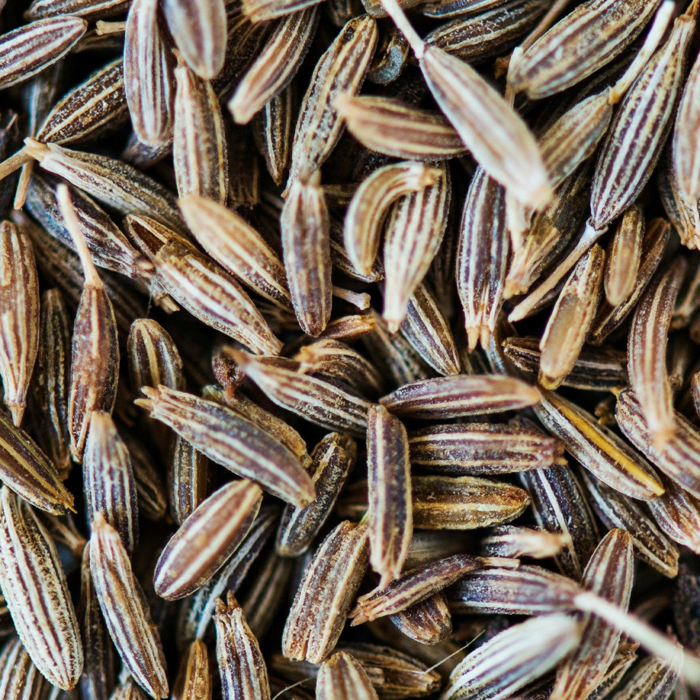 Sementes de Cominhos
